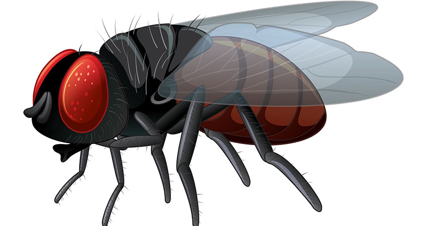 flying-insects-control